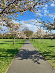 Cherry or sakura Blossom Pathway in a Beautiful Landscape Park or garden.