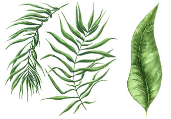 Watercolor palm leaves set isolated on white background. Summer leaves collection. Botanical illustration. Palm leaf set. Floral elements. 