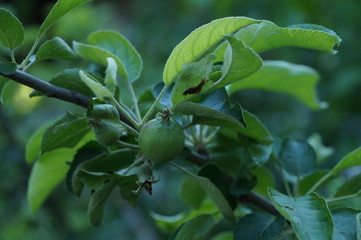 green leaves on a tree