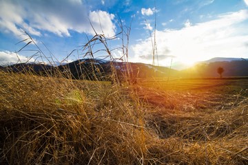 dry grass leaves in meadow of Carpathian Mountains in Transcarpathia, evening sun and low clouds on peak of Gemba mountain, covered with snow, early spring, romantic mood and nature protection tourism