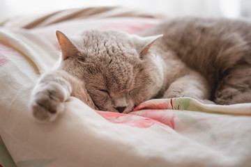 Fototapeta na wymiar Beautiful gray cat sleeps on the bed.