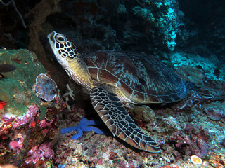 Green turtle resting on corals Cebu Philippines