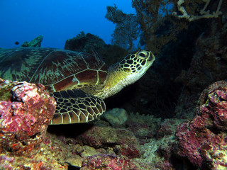 Green turtle resting on corals Cebu Philippines