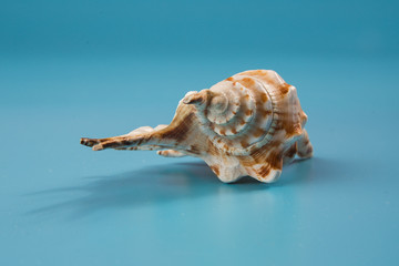seashell on a blue background