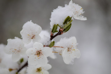 First spring blossom covered with snow