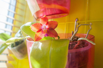 Beautiful rare orchid in pot on blurred background