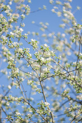 blossoming apple tree