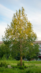 Cold northern summer in a small provincial town. Lonely tree on the background of a wretched five-story building