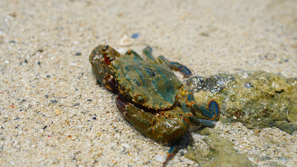  Large sea crab sits on golden sand on the Pacific Ocean on a sunny day. ocean life in Japan Okinawa