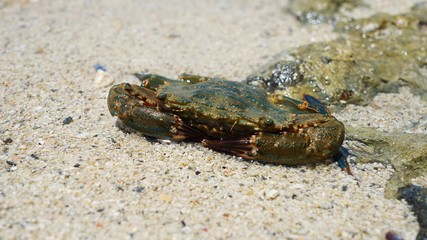  Large sea crab sits on golden sand on the Pacific Ocean on a sunny day. ocean life in Japan Okinawa