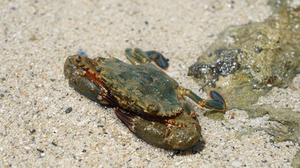  Large sea crab sits on golden sand on the Pacific Ocean on a sunny day. ocean life in Japan Okinawa