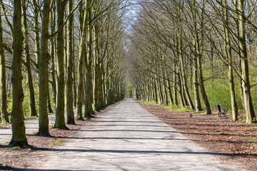 Tree alley in a park in the Spring