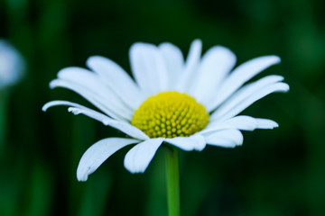 Obraz premium Bloomed OxEye Daisy Perennial Flower