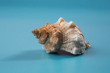 seashell on a blue background