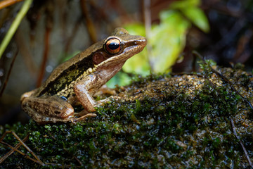 Common Southeast Asian Tree Frog - Polypedates leucomystax, species in the shrub frog family Rhacophoridae, also known as four-lined tree frog, golden tree frog or striped tree frog