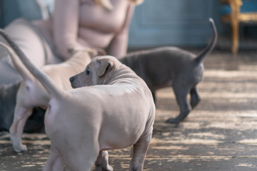 Photoshoot of puppies of breed Thai Ridgeback Dog