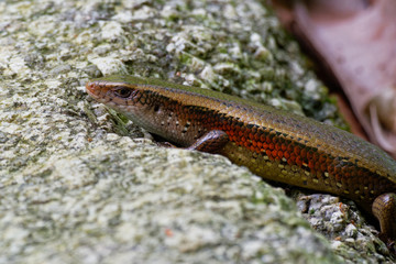 Common Sun Skink - Eutropis multifasciata, known as the East Indian brown mabuya, many-lined sun skink, many-striped skink, golden skink, is a species of asian skink