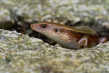 Common Sun Skink - Eutropis multifasciata, known as the East Indian brown mabuya, many-lined sun skink, many-striped skink, golden skink, is a species of asian skink