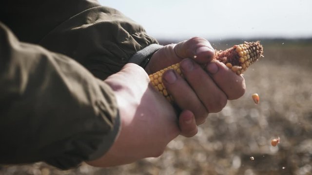 Young farmer holding ripe corn during harvest time. Agricultural expert inspecting quality of corn. The harvester is working on the background.