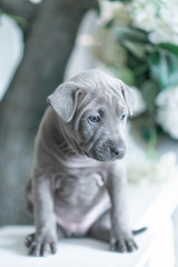 Photoshoot of puppies of breed Thai Ridgeback Dog
