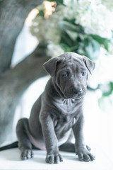 Obraz premium Photoshoot of puppies of breed Thai Ridgeback Dog