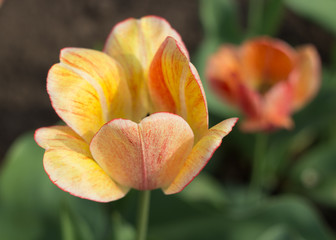 red and yellow tulips