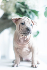 Photoshoot of puppies of breed Thai Ridgeback Dog