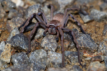 Sparassidae - Neosparassus patellatus - Badge Huntsman Spider. Big spider from Australia and...