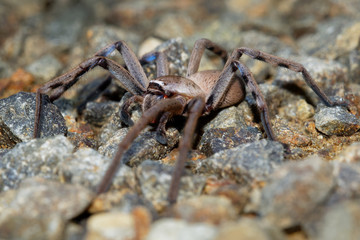 Sparassidae - Neosparassus patellatus - Badge Huntsman Spider. Big spider from Australia and Tasmania