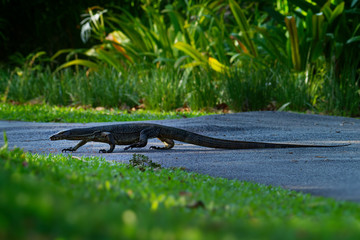 Asian water monitor - Varanus salvator also common water monitor, large varanid lizard native to South and Southeast Asia (kabaragoya, two-banded monitor, rice lizard, ring lizard, plain lizard