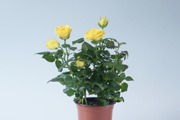 Yellow rose bush in pot on white.