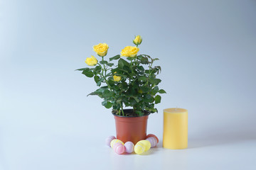Easter composition on white background.