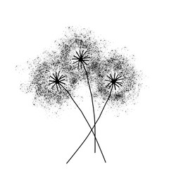 Three dandelions . Happy mother's day greeting card on white background. Black blowball