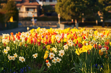 Beautiful blooming flowers in sunny spring park