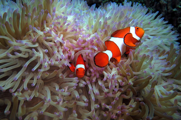 Naklejka na ściany i meble False clown anemonefish in anemone Cebu Philippines