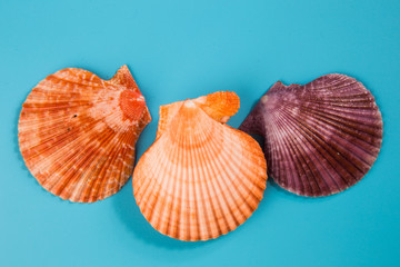 seashell on a blue background
