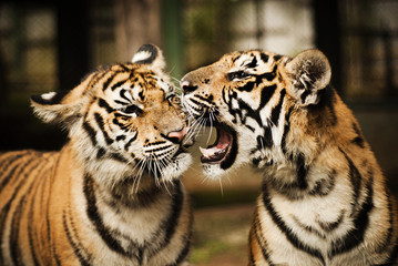 Two tigers playing 