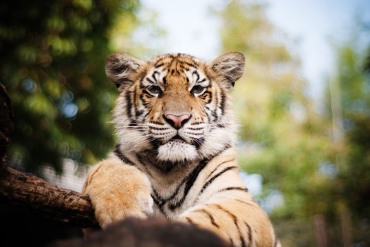 Portrait of a tiger 
