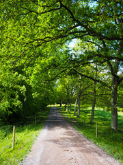 Woodland pathway road in Ireland 