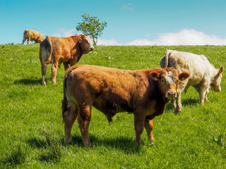 Cows on grass and hill with tree in background in Ireland 