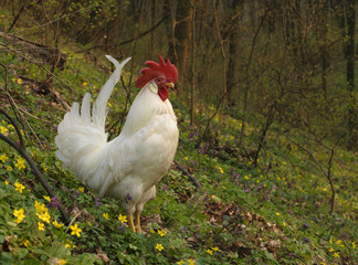White rooster in the spring forest.