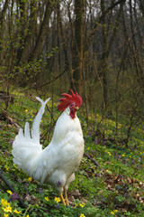 White rooster in the spring forest.