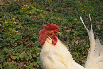 White rooster in the spring forest.