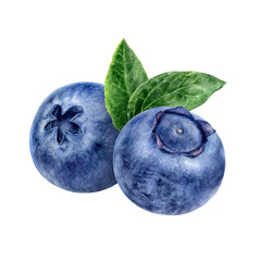 Obraz premium Blueberry watercolor illustration isolated on white background