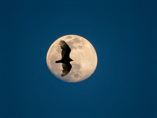 A turkey vulture soars past a full moon at dusk.