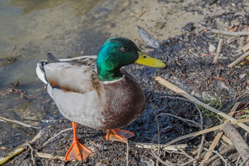 Green-headed mallard drake with brown and gray plumage, looking with its right eye at viewer, came to shore of pond, covered with sand, small stones, randomly lying dry twigs and pieces of reed stems