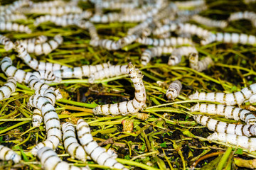 Silkworms (the Bombyx Mori ) in a factory for the production of silk. A butterfly from the family of true silkworms , which plays an important role in the production of silk.