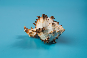 Obraz na płótnie Canvas seashell on a blue background