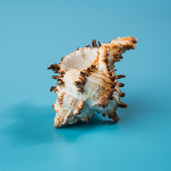 seashell on a blue background