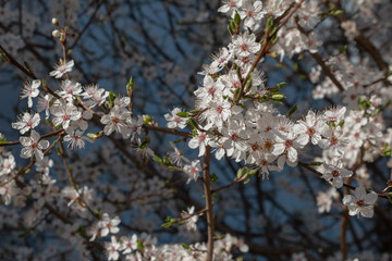 Blooming tree in the spring. Sakura blossom Flowers on a tree branch in early spring. White flowers. Ultra macro photo. Small details are very close. Brown twig and petals texture